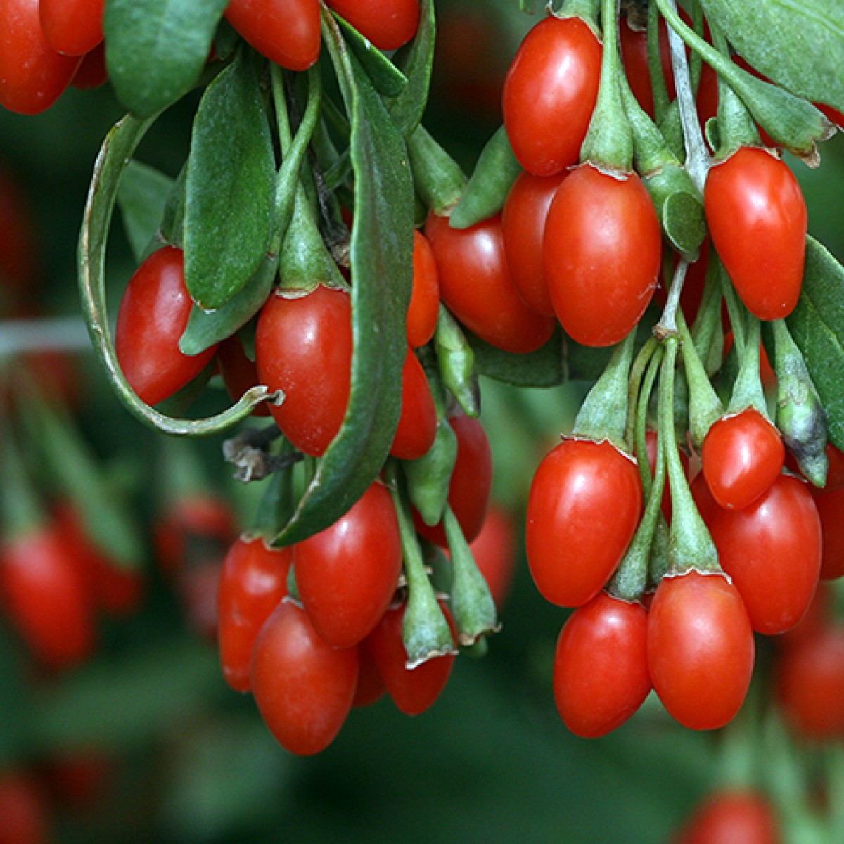 Goji Berry&amp;#39;nin &amp;quot;Mutluluk Meyvesi&amp;quot; Mucizevi Faydaları - Kivi Tadında