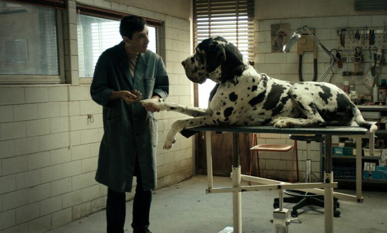 Dogman Filmi