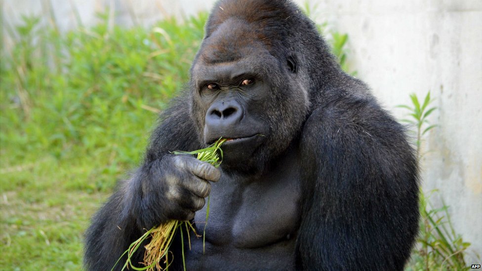 “Dünyanın En Yakışıklı Gorili” Tüm Kızların İlgi Odağı