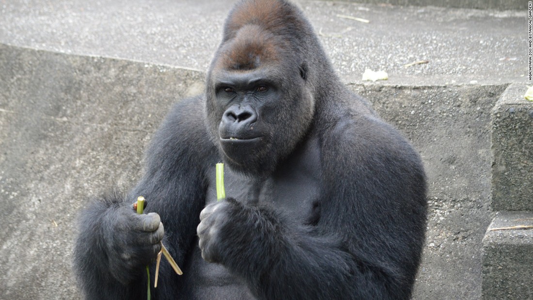 “Dünyanın En Yakışıklı Gorili” Tüm Kızların İlgi Odağı