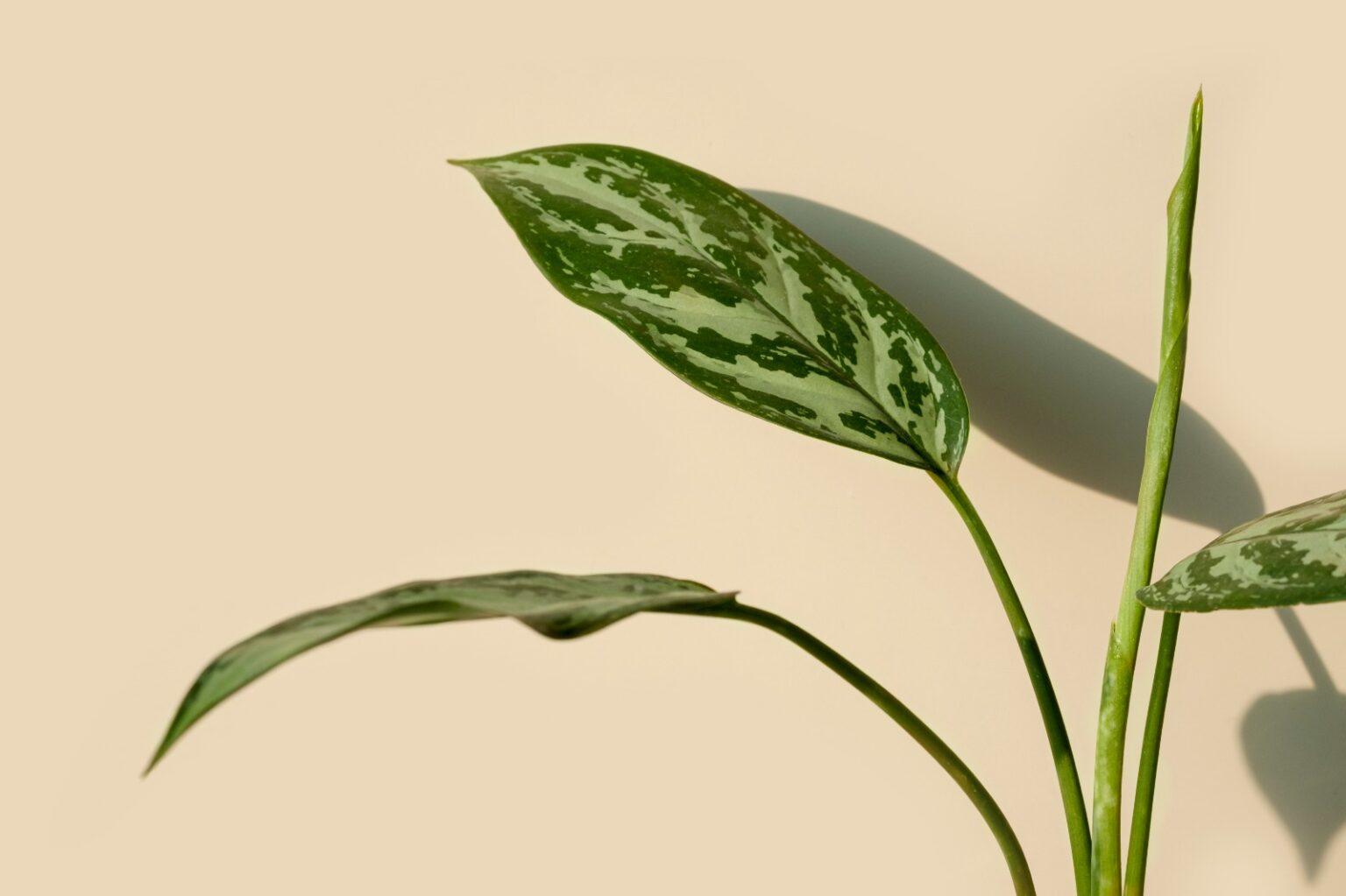 аглаонема расписная aglaonema pictum. аглаонема липкий налет. аглаонема мария черенки. капли на листьях аглаонемы. капли на листьях аглаонемы.